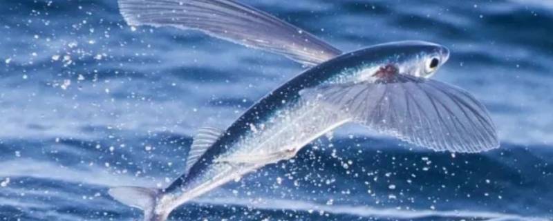 海洋中有没有会飞的鱼（海洋中有会飞的鱼吗?）
