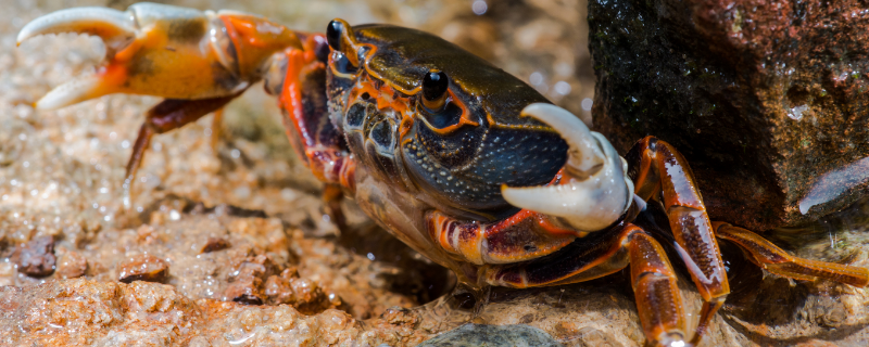 螃蟹的寿命能活多少年 螃蟹有多少年寿命