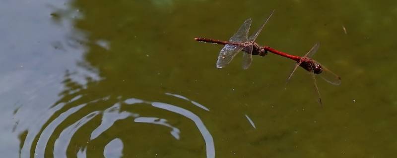 蜻蜓点水是生物的什么特征 蜻蜓点水的生物学意义