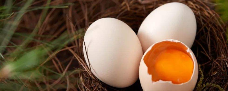 红壳鸡蛋和白壳鸡蛋的区别（什么是红壳鸡蛋）