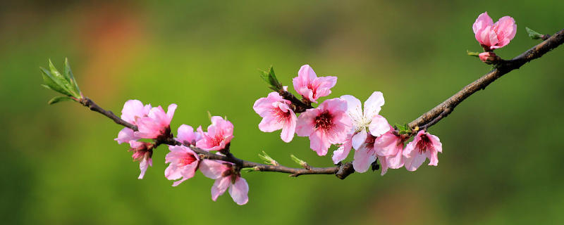 桃花是什么季节的 桃花是什么季节的植物