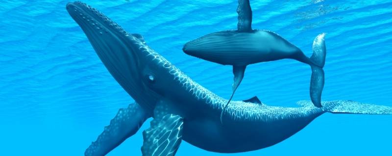 鲸的身体有多长 鲸的身体有多长最长