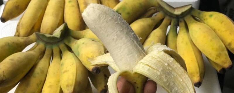 小米蕉怎么催熟 绿色的小米蕉怎么催熟