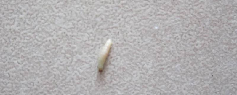 沙发上白色的虫子是什么虫 皮沙发上白色的虫子是什么虫