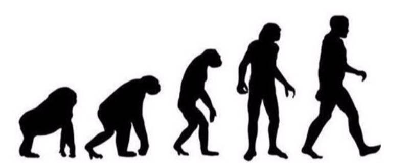 人类进化过程（人类进化过程四个阶段）