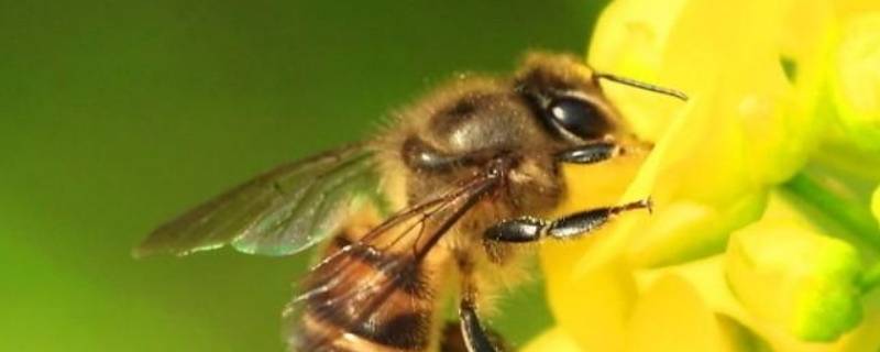 什么是大蜂螨（蜜蜂大蜂螨）
