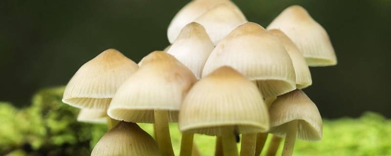 蘑菇品种 蘑菇品种介绍图片