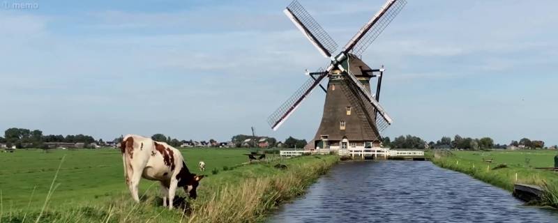 荷兰牧场的特点是什么 荷兰牧场风光的什么