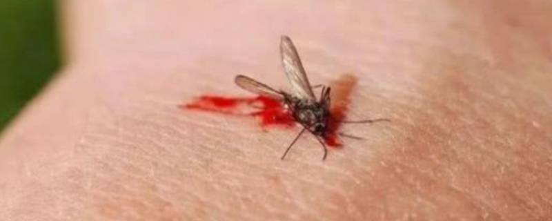 蚊子几天不吸血会死 夏天蚊子几天不吸血会死