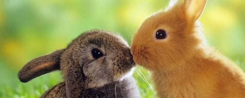 兔子是啮齿类动物吗 家兔是啮齿动物吗