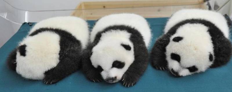 大熊猫冬眠吗 大熊猫冬眠吗为什么