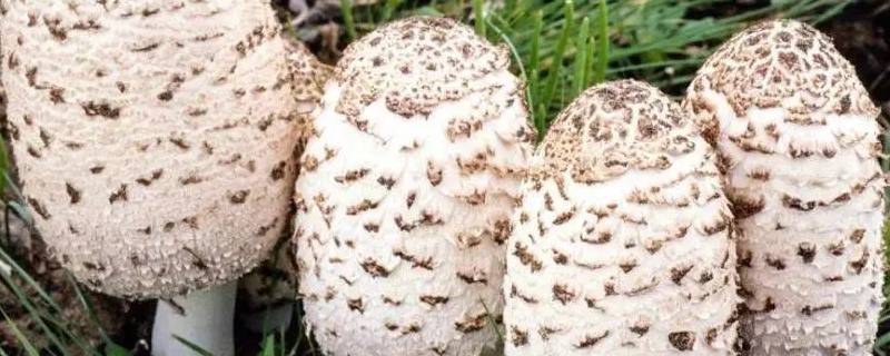 草坪上常见的蘑菇 草坪上长的蘑菇