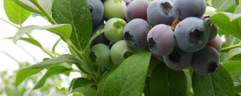为什么蓝莓里有小白虫 蓝莓里怎么会有小白虫