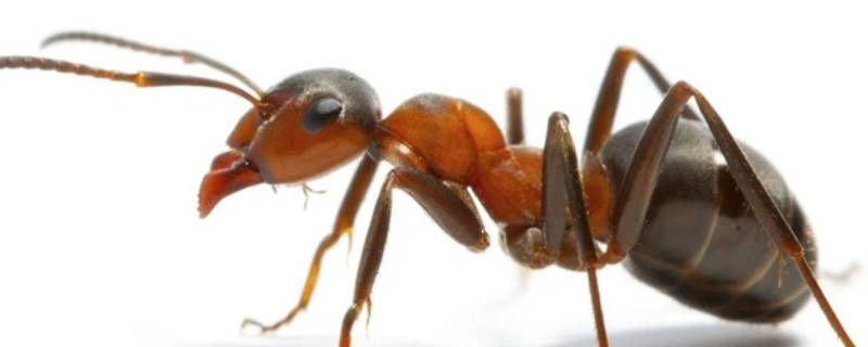 夏天床上有蚂蚁是怎么回事 夏天床上有蚂蚁怎么办