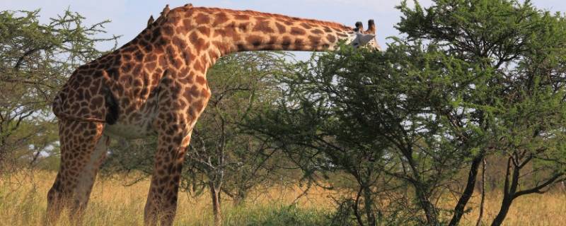 为什么长颈鹿的脖子那么长 为什么长颈鹿的脖子那么长读后感