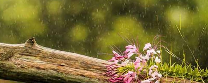 雨水量毫米是什么意思 多少毫米的雨是什么意思