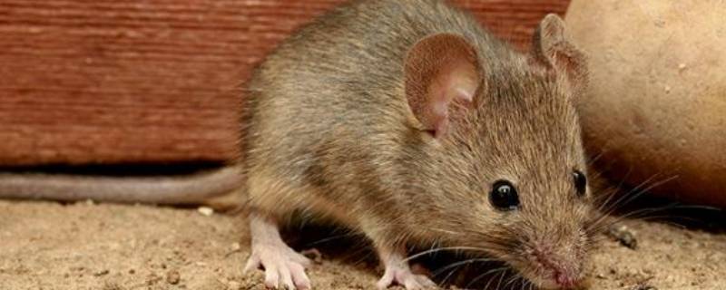 老鼠的尾巴有什么用处 老鼠的尾巴的作用
