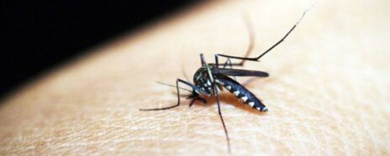 蚊子能活几天寿命 蚊子可以活几年寿命