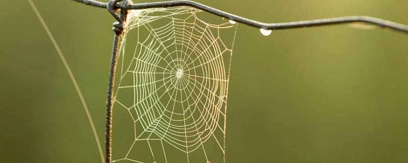 蜘蛛怎么织网啊 蜘蛛怎么织网啊动画片