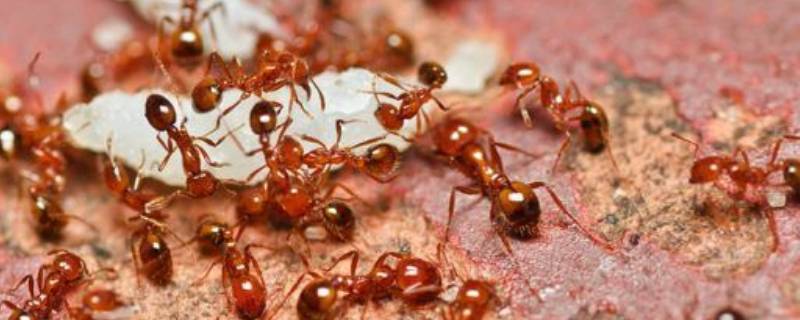火红蚁长什么样 红火蚁有多大