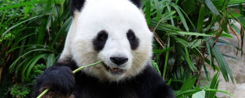 大熊猫有哪些特点 国宝大熊猫有哪些特点