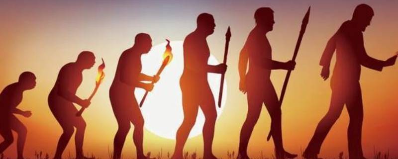 人类祖先的进化历程（人类祖先的进化历程纪录片）
