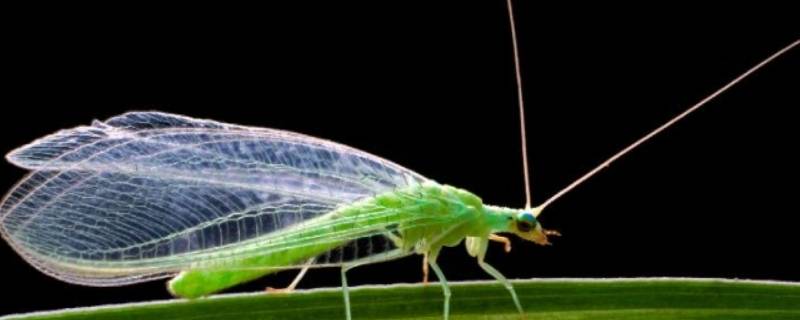 青绿色的小飞虫是什么虫（草蛉）