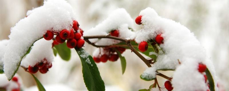 瑞雪兆丰年是几月份的雪 瑞雪兆丰年是什么时节