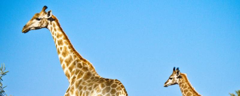 长颈鹿大约有多高 长颈鹿有多长多高