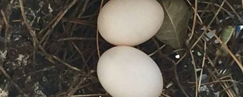 捡到一个鸟蛋怎么孵化 买来的鸟蛋怎么孵化