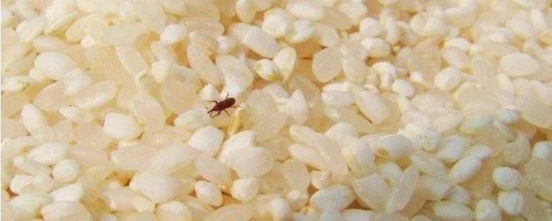 米虫会在地板繁殖吗（为什么家里地上有米虫）