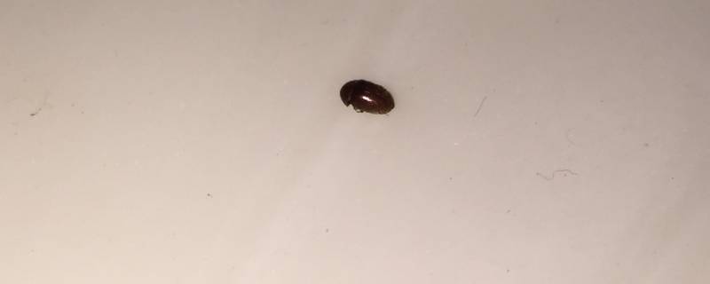 小米粒大小的褐色硬壳虫子 米粒大小的棕色硬壳小虫子