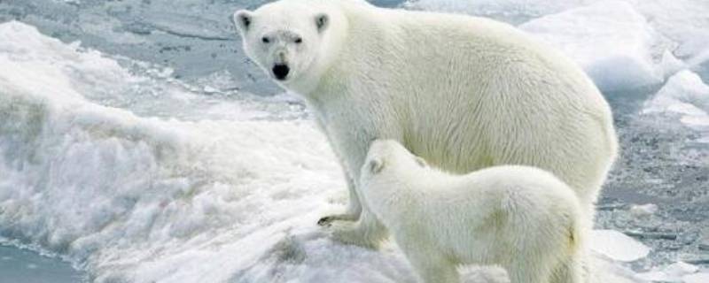 北极有哪些珍稀动物（北极有哪些珍稀动物,除了北极熊）