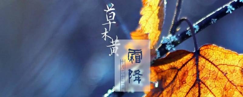 霜降代表什么（霜降代表什么动物）