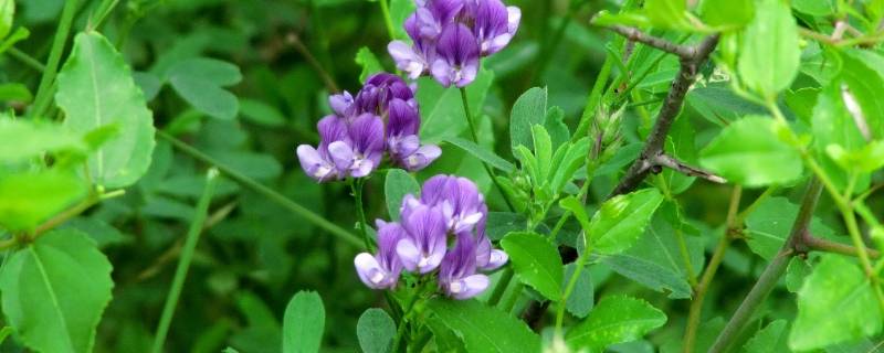 紫花苜蓿与苜蓿草区别 紫花苜蓿草和苜蓿草有什么区别