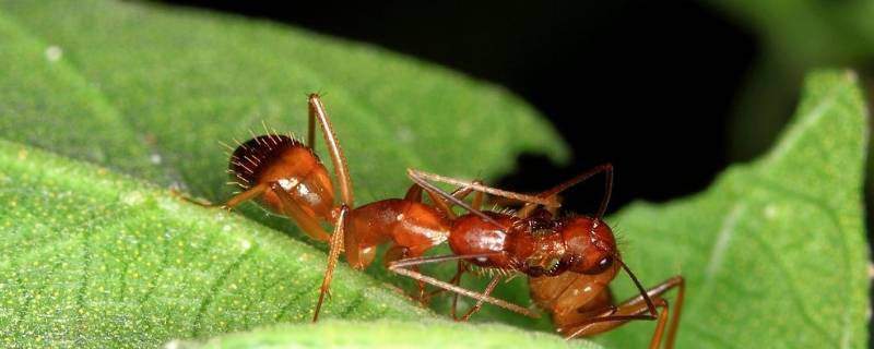 红蚂蚁是什么样子的 红蚂蚁是啥样的