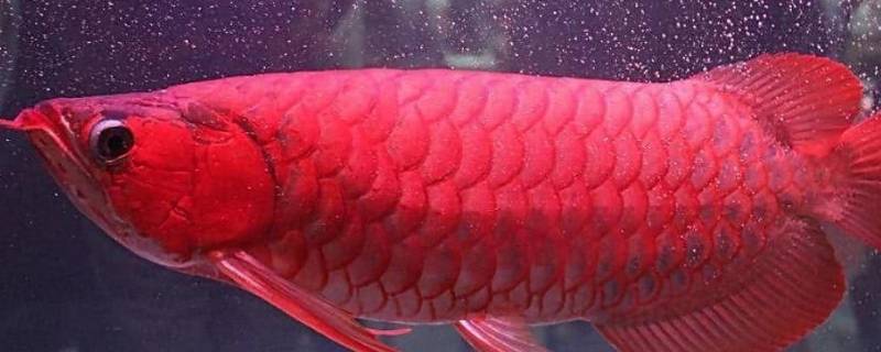 血红龙鱼的特点 血红龙是金龙鱼吗