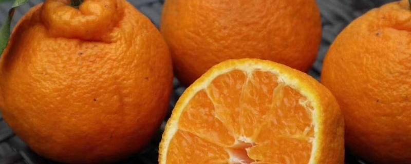 不知火柑橘为什么叫不知火 橘子为什么叫不知火