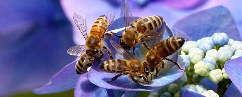 为什么蜜蜂要采蜜（为什么蜜蜂要采蜜把花蜜酿成蜜呢）