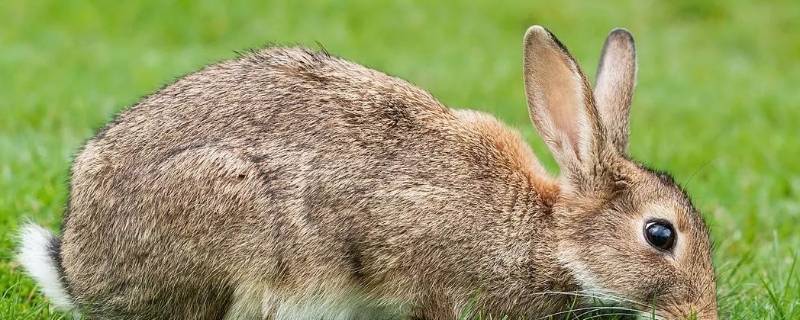 家兔的特点 家兔的特点和生活特征