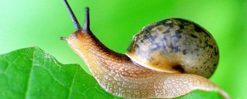 蜗牛一般在什么地方可以找到 蜗牛在什么地方最容易找到