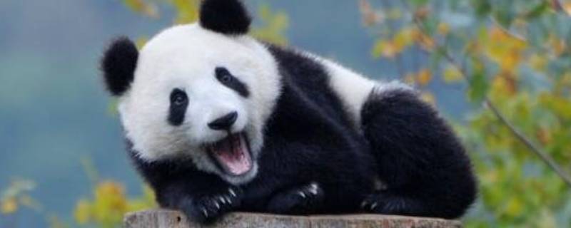 熊猫属于什么类别 熊猫属于哪种类别
