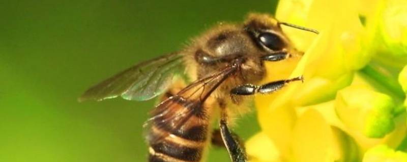 蜜蜂为什么会辨认方向的原因（蜜蜂为什么会辨别方向他是怎么做到的）