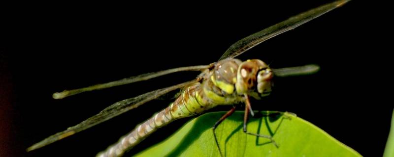 蜻蜓是人类的什么 蜻蜓是人类的什么,幼虫在哪里发育生长