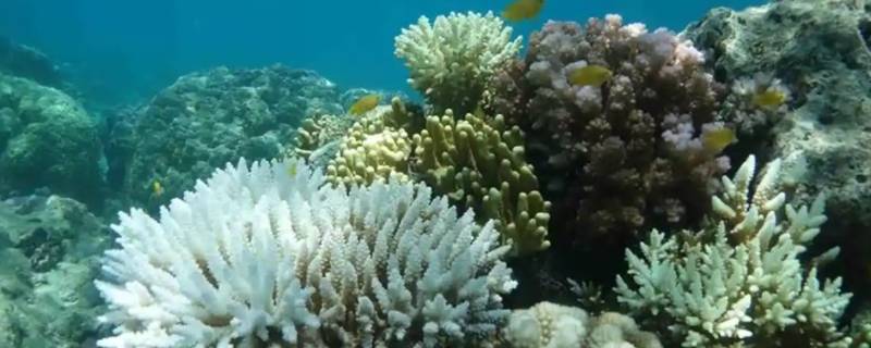 珊瑚的特点 日本阿卡珊瑚的特点