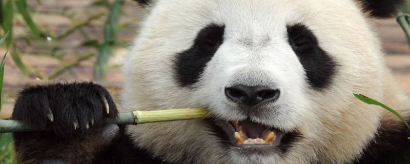 大熊猫的名称是什么（大熊猫的别称是什么）