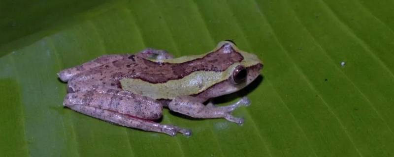 越南棱皮树蛙的特点 印支棱皮树蛙