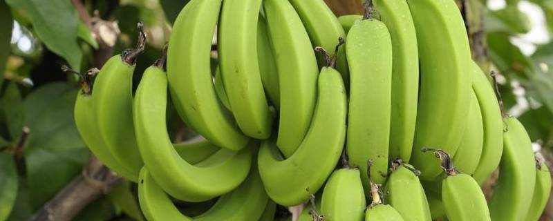 如何保存香蕉不易烂掉（香蕉容易坏,该怎么保存呢?）
