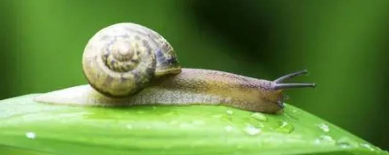 蜗牛吃啥 蜗牛吃什么 如何喂养