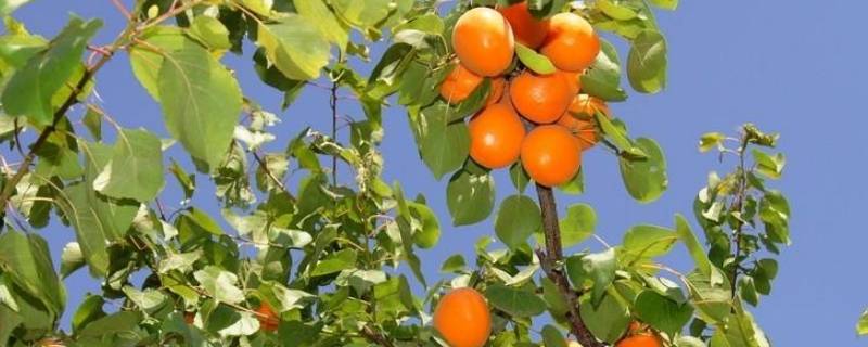 杏和什么放一起能够催熟 杏怎么能放熟